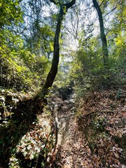 Collserola 