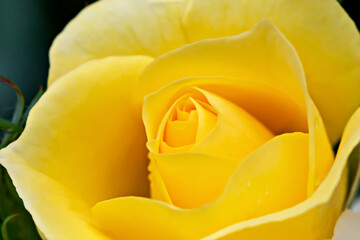 Yellow rose with drops close-up