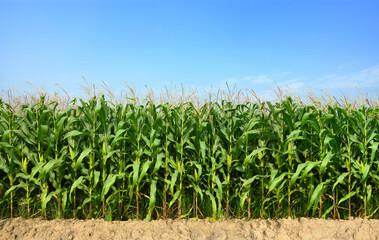 Fototapeta na wymiar Corn field plantation with blue sky background.