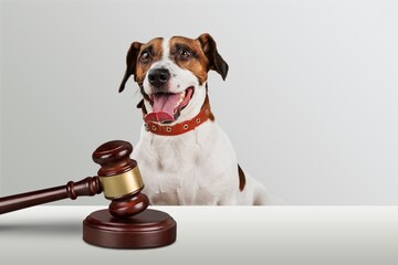 Cute domestic dog and judge's gavel
