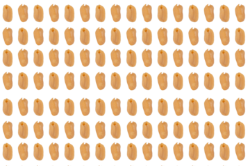 Salted roasted peanuts isolated on transparent background