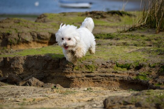 bichon maltes saltando en la playa