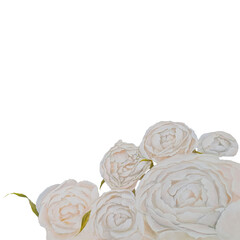 flowers peonies beige,cream big bouquet with green petals background,spring mood decoration