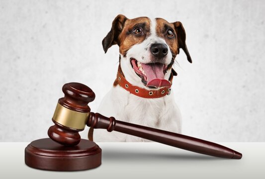 Cute domestic dog and judge's gavel