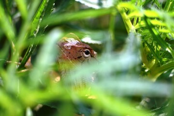 eyes of an Oriental Garden Lizard hides behind the fern leaf