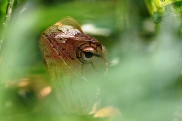 eyes of an Oriental Garden Lizard hides behind the fern leaf - Powered by Adobe