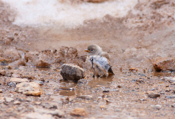little bird watching on the ground, White-winged Snowfinch, Montifringilla nivalis	