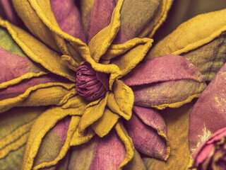 Flowers made of cloth