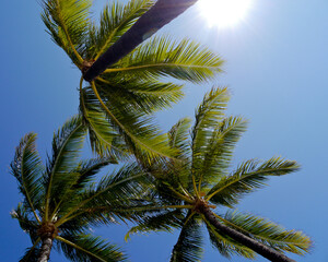 Fototapeta premium palm trees against sky