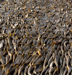 Tanjil Fishing village The Gambia