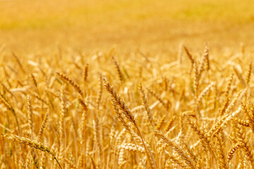 Wheat field with ripe ears in sunlight. Cultivation of wheat