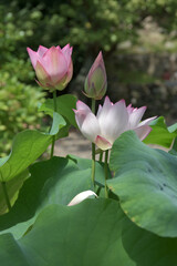 西教寺　境内の蓮の花　滋賀県大津市坂本