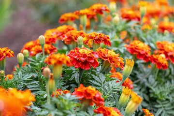 Bright marigolds on the flowerbed. Blooming marigolds