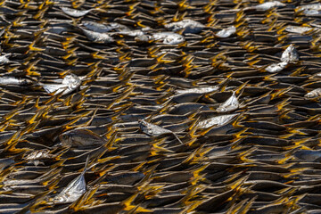 Tanjil Fishing village The Gambia