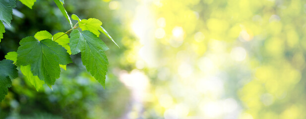 Leaf branch with green leaves on blurred background in sunny weather, copy space