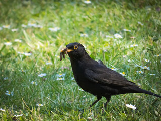 Fototapeta premium faune et flore paysage fond écran