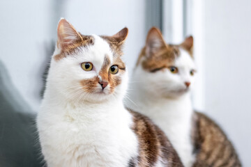 Two white spotted cats are sitting by the window