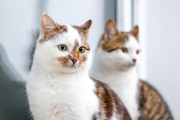 Obraz premium Two white spotted cats are sitting by the window