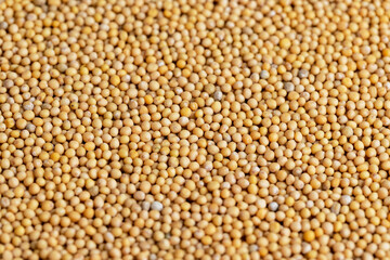 Mustard seeds are orange in color and small in size