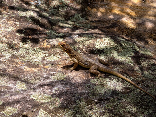 Duméril's Madagascar swift, Oplurus quadrimaculatus, Isalo National Park, Madagascar