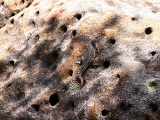 Madagascan collared iguana, Oplurus cuvieri, sitting on a rock in N.P Isalo. Madagascar.