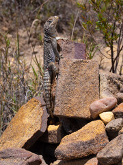 Madagascan collared iguana, Oplurus cuvieri, sitting on a rock in N.P Isalo. Madagascar.