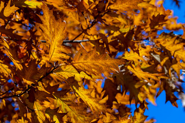 Orange dry oak foliage in the autumn season