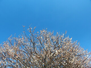 開花し始めた白梅と早春の青空