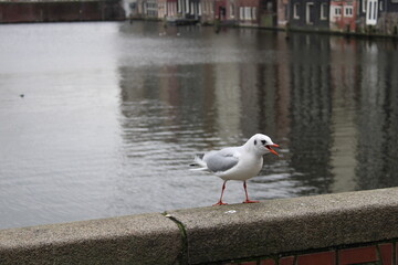 Seagull on Amsterdam