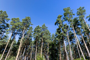 Tall trees in a pine forest illuminated by sunlight