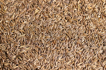 Fototapeta premium a large number of cumin seeds that are used as spices in cooking