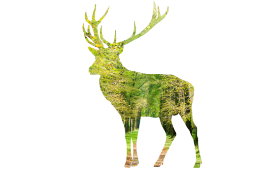 Hirsch Silhouette Frühling Spring