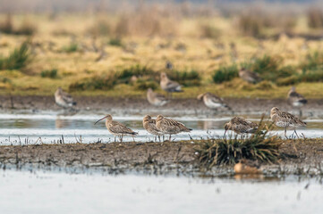 Eurasian Curlew or Common Curlew, Numenius arquata on marshland