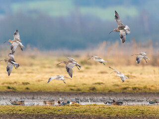 Eurasian Curlew or Common Curlew, Numenius arquata on marshland