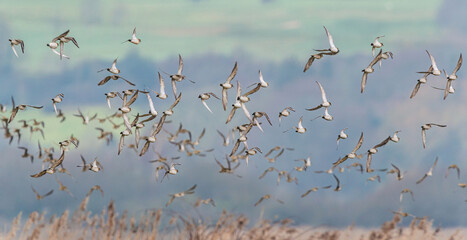 Grey Plover, Pluvialis squatarola - Birds in the environment during winter migration
