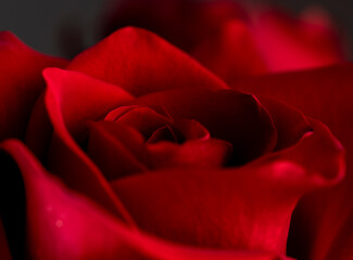 Beautiful fresh red rose with thin petals