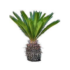 Cycas revoluta palm isolated on white background. tropical plant clipart
