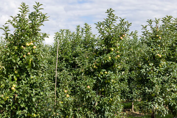 Fototapeta na wymiar Apple orchard with an unripe harvest of green apples