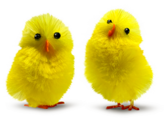 Two cute, funny and flurry yellow Easter decoration chicks isolated, minimum drop shadow