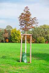 Tree with watering bag at green meadow in the park 