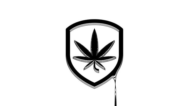Black Shield and marijuana or cannabis leaf icon isolated on white background. Marijuana legalization. Hemp symbol. 4K Video motion graphic animation