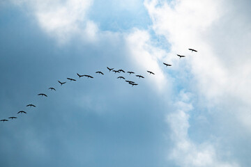 Flock of black birds against a blue and cloudy sky