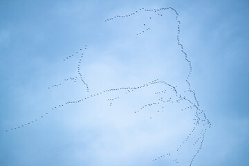 Flock of migrating crane bird pattern as silhouette on blue sky for background element