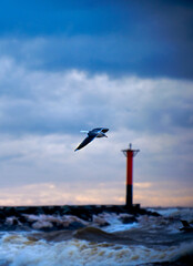 seagull with lighthouse in the background at windy storm on the baltic sea