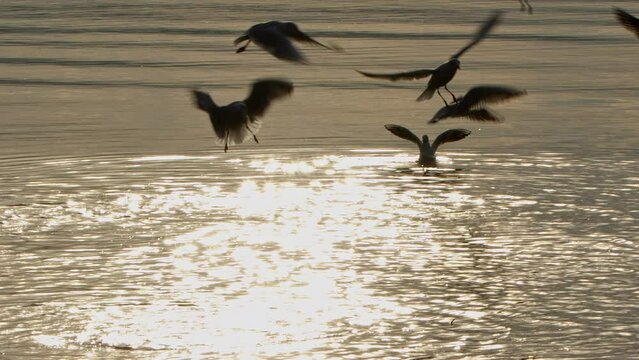 Animal Bird Seagulls in Sea Water