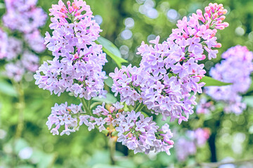 Wonderful branch of pink lilac lilac in the garden park.Love and tenderness.