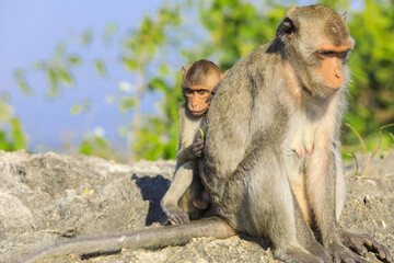 Cute Asian Macaque on the village road in Thailand