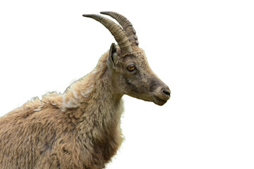 ibex photography isolated on transparent background
