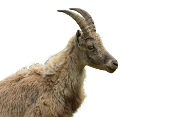 ibex photography isolated on transparent background