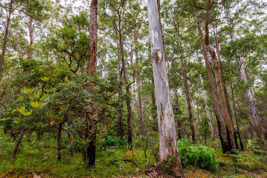 Forrest with giant trees in the Walpole area in the Southwest of Western Australia